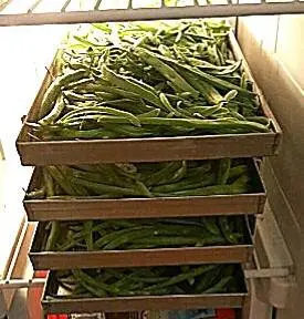 A large pile of green beans in trays.